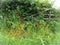 Broken gate with wild poppy flowers