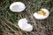 Broken goose eggs