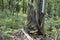 Broken hollow stump in the forest