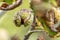 Broken horse-chestnut hangs on a tree branch in front of blurred background