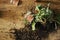 Broken houseplant and dirt on floor. Broken pieces of clay pot, green maranta plant with roots, soil on wooden floor. Top view