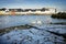 Broken ice on the bank of Corrib river and swans