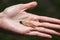 Broken Insect Wing in a Hand