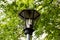 Broken lantern among green leaves of tree