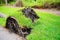 Broken large tree aftermath of a violent disaster hurrican