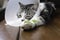 A broken leg cat  wearing  Elizabethan collar to protect licking his leg splint sleep on wooden floor
