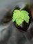 Broken maple leaf on basalt stone in water of mountain river, first autumn leaves