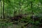 Broken monumental oak tree lying