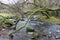 Broken moss covered tree hanging over a moorland stream in Devon