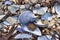 Broken mussel shells and seaweed with a dried walnut