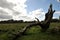 Broken nature conceptual image with dead tree and young healthy trees near it in Richmond park London