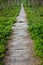 Broken nature trail with blueberry plants