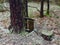 Broken old birdhouse in the forest near the pine