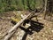 Broken Picnic Table in Abandoned Campground