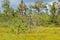 Broken pine tree on a marsh