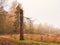 A broken pine tree. Natural foggy autumn landscape