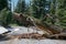 Broken Pine Tree obstructing the road