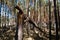 Broken pine tree trunk in coniferous forest