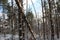 Broken pine trees due to high cold and heavy snow.  Central Serbia.