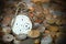 Broken Pocket Watch with Old Coins