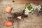 A broken pot with a plant on the floor in the home living room. A houseplant in a broken hanging planter on the carpet