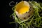 Broken quail egg in a green nest. Black background