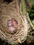 Broken quail egg,new baby bird will born