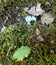 Broken robin egg and dry leaves on garden floor