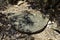 Broken Roman Millstone at La Col De la Pierre du Coucou