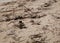 Broken sea turtle eggs washed up with sea weed after a hurricane.