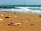 Broken seashells on the algarve beach