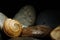 Broken shell of Freshwater snails, black background