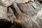 Broken Shield in Lehman Caves