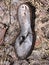 Broken shoe in a dump site at the ghost town of Ironton, Colorado