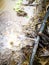 A Broken Single Black pipeline has splashing water in a grapes farming.