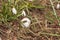 Broken snail shells in the grass. Abandoned home