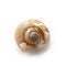 Broken snails conch