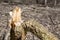 Broken and splintered tree trunk in the woods