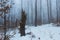 Broken split stump in a winter misty forest. Gloomy winter landscape, cloudy day in the Carpathians