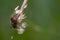 Broken stem dandelion seed head