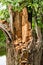 Broken Stump Of Willow Tree In Spring Close Up