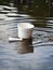 A broken styrofoam cup floating in a polluted lake.. AI generation