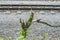 Broken tree on the background of railway rails