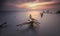 Broken tree at beach ocean sunsets view