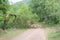 Broken tree blocks the road through Baviaanskloof