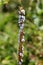 Broken tree branch full of small white snails with black lines and ants climbing to reach top surrounded with other vegetation in