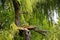 broken tree branch after a hurricane