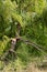 broken tree branch after a hurricane