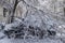 Broken tree fallen down on parked car,damaged car after snowstorm.