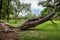 Broken tree is falling down in outdoor park,uprooted tree fell after heavy storm,thunderstorm in rainy season,the large storm